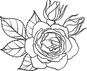 Blaze rose png.Beautiful flower on transparent background.
