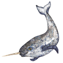 Arctic narwhal grey, watercolor illustration with pronounced texture isolated on transparent background © Marina