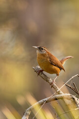 A Carolina wren (Thryothorus ludovicianus)—a small, cute bird with a loud call—in Bradenton, Florida