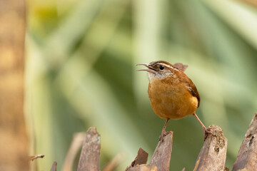 A Carolina wren (Thryothorus ludovicianus)—a small, cute bird with a loud call—in Bradenton, Florida