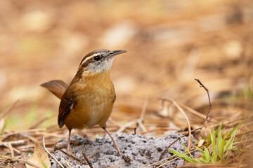 A Carolina wren (Thryothorus ludovicianus)—a small, cute bird with a loud call—in Bradenton,...