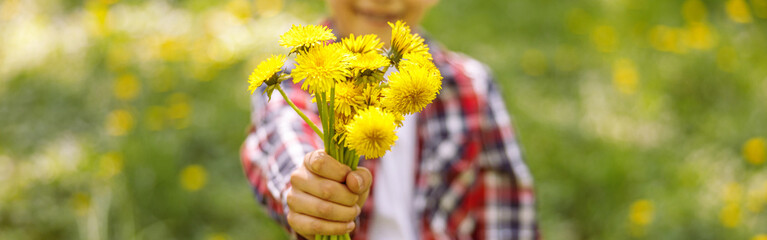 Close up of dandelions in hands of small boy. Child handing flowers to camera. Summer.