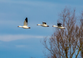 snow geese in flight