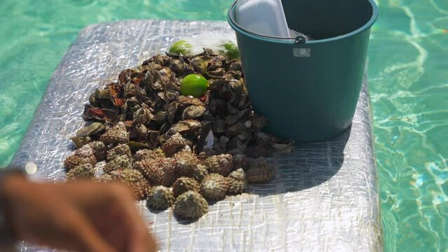Many fresh Rapana clams on a floating tray. The fisherman cleans and peeling meat from the seashells in the ocean. Fresh lambis seafood with lime on the beach.