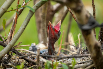 Fledgling bird in nest