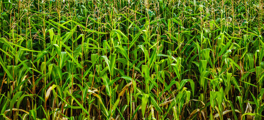 Ukrainian food farm background. Green corn crops grow on cultivated field in Ukraine. © hurricanehank