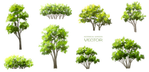 Fototapeta premium Vector watercolor of green tree side view isolated on white background for landscape and architecture drawing, elements for environment and garden, painting botanical for section and elevation 