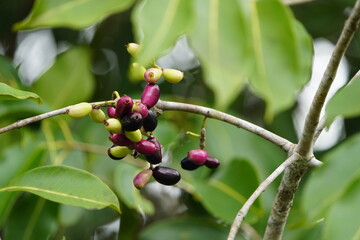 Vitex megapotamica is a hardwood fruit tree found in Argentina, Paraguay, Uruguay, and southern Brazil. In Brazil it is commonly called tarumã. Near Manacapuru, Amazonas – Brazil.
