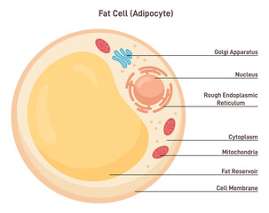 Fat cell structure. Adipocytes or lipocytes compose adipose tissue - obrazy, fototapety, plakaty