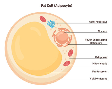 Fat cell structure. Adipocytes or lipocytes compose adipose tissue
