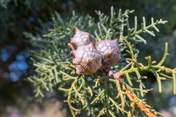 Cupressus abramsiana close up. Quality image for your project