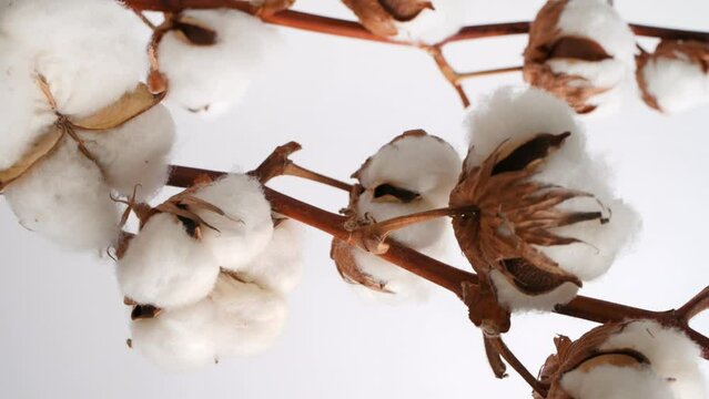 A branch of natural organic cotton rotates on white background. Lush cotton flowers. Eco-friendly material for the manufacture of fabrics, clothing, cosmetics. Home decoration. Vertical video
