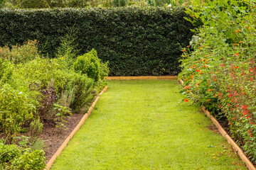 Bright grassy path with sharp turn by tall hedge in ornamental garden early in autumn. Light digital oil-painting effect.