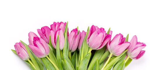 Fototapeta premium Fresh pink tulip flowers