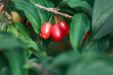 Cornus fruit.Red ripe dogwood berries on dogwood tree in a garden on a sunny day. Cornel, Cornelian Cherry Dogwood. Branch of dogwood berry with leaves. Shallow depth of field. Close up macro.