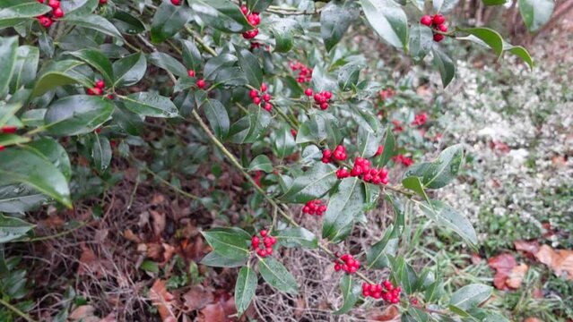 Red poisonous berries of a holly in winter . Typical German winter plant outdoors in nature . Glowing red holly fruits . Typical german holly christmas flora plant .