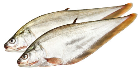 Bronze featherback of Indian subcontinent