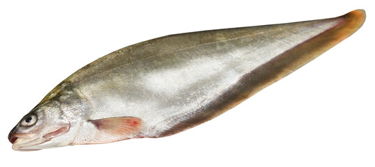 Bronze featherback of Indian subcontinent