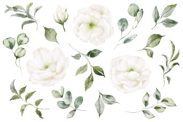 Set watercolor floral elements of peony, rose, collection garden white flowers, green leaves, branches, Botanic illustration isolated on white background for wedding design.