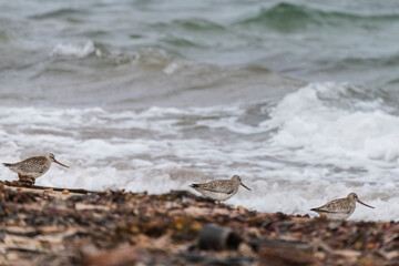 Bar-tailed Godwit, (Limosa lapponica)