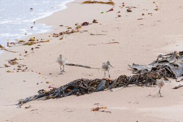 Bar-tailed Godwit, (Limosa lapponica)