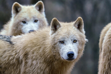 Arctic wolves (Canis lupus arctos), also known as the white wolf or polar wolf
