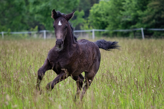 Running foal in spring meadow, black horse