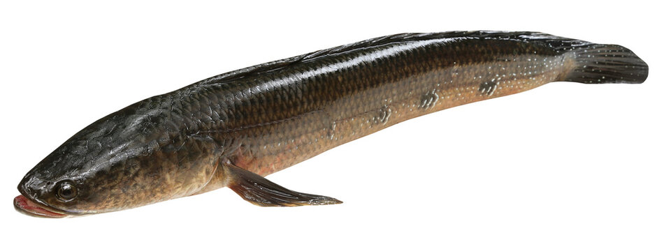 Giant Snakehead known as gozar fish in Bangladesh
