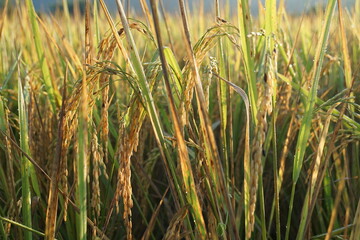 golden homegrown organic rice in the valley  ready to harvest up in north of Thailand 