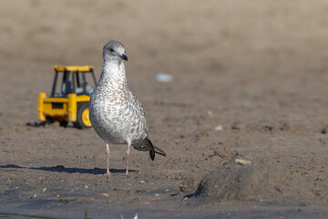 Perspective,  Toy on the Beach, 