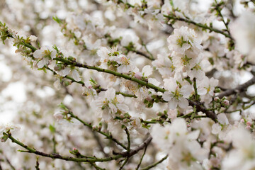 Almendro