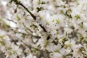 Almendro
