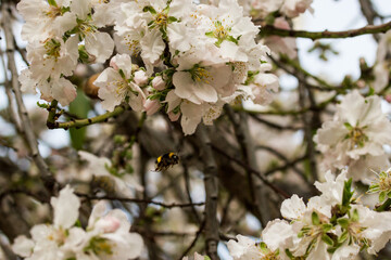 Almendro