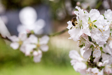 Almendro