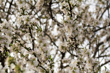 Almendro