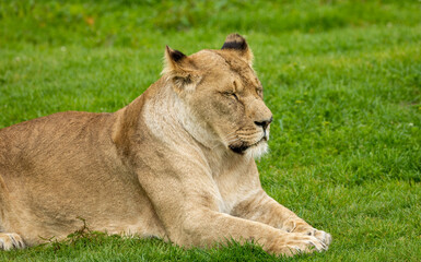 Fototapeta na wymiar lion in the grass