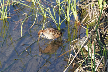 Clapper Rail scratching chin 