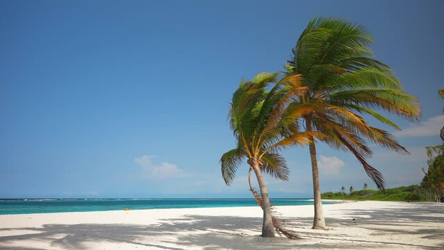 Two palm trees on the beach with white sand. Beautiful tropical nature