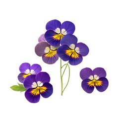 blue and white flowers - Pansies flowers on transparent background - Purple flowers - Generative AI