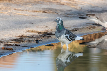 Stock Dove standing in water near the shore of a pond