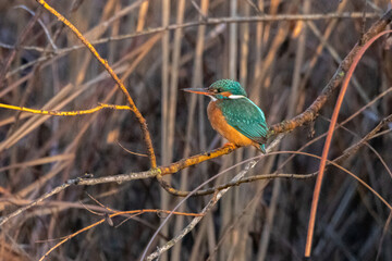 Common Kingfisher perched on a tree branch