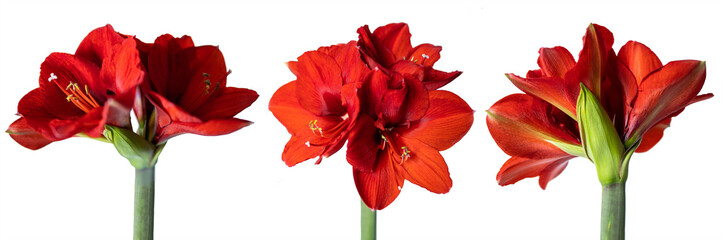Red hippeastrum flower on a white background. Amaryllidaceae