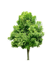 Fototapeta na wymiar Tree green leaves for garden decoration. Isolated on white background. (png)