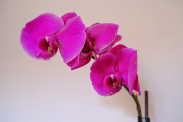Branch with purple orchid flowers close-up across the white wall. Floral background. postcard design. Macro 