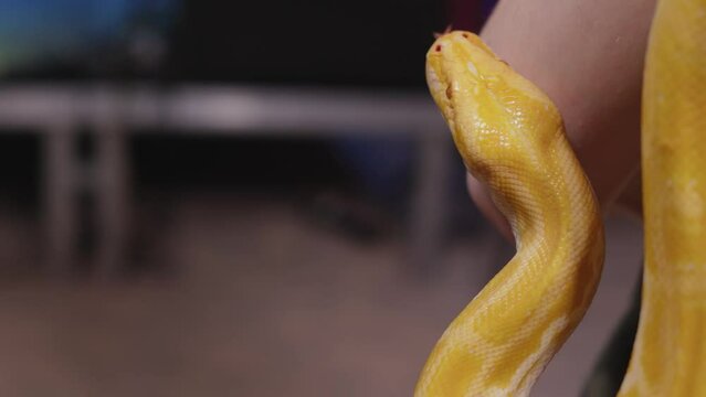 yellow snake crawls on the arm, human body