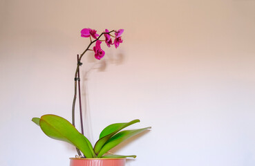 purple orchid flower in a vase close-up across the white wall. Floral background. Copy space. Interior decor. Gardening