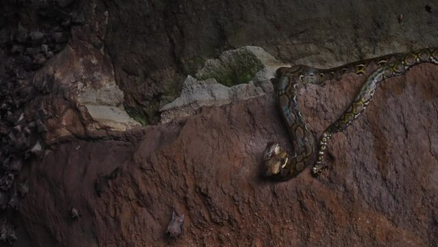 Close-up of a python lying on a brown rock of dark cave eating a flying fox bat and rotating while devouring flesh. Wild nature moments. Film grain pixel texture. Snake hunts in a colony of bats.