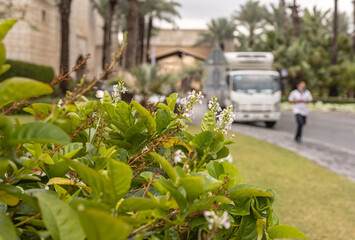 Historical center of the city, out of focus.  Lawn, car on the road., people. Old Touristic town, townscape. Сity's day-to-day activities