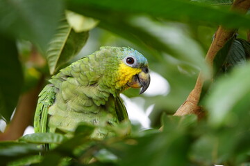 The turquoise-fronted amazon (Amazona aestiva), also called the turquoise-fronted parrot, the blue-fronted amazon and the blue-fronted parrot. Novo Airao, Amazonas, Brazil.
