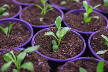 Selective Close-up of green seedling.Green plant growing from seed in pots